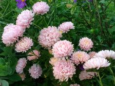 pink flowers are growing in the grass near some purple and white flowers on green leaves