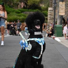 a large black dog sitting on top of a sidewalk