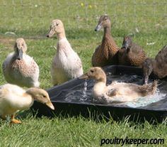 several ducks are bathing in a pond on the grass