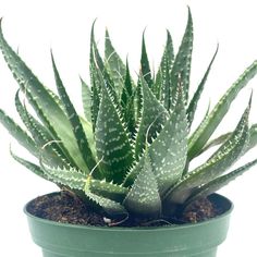 a green potted plant sitting on top of a table