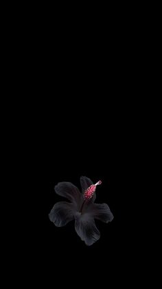 a black flower with red stamen in the center on a dark background, taken from below