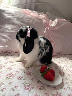 a black and white rabbit sitting on top of a bed next to a plate of strawberries