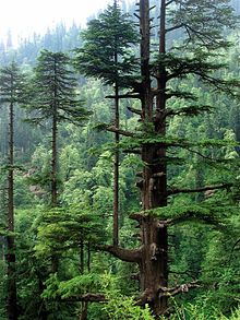 Panda Habitat, Cedrus Deodara, Coniferous Forest, Forest Photos, Wood Images, Forest Path, Cedar Trees, Tree Forest