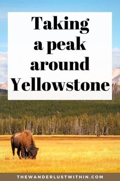 a bison grazing in a field with the words taking a peak around yellowstone on it