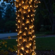 a tree covered in lots of small lights