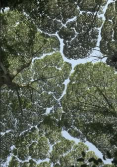 looking up at the tops of tall trees