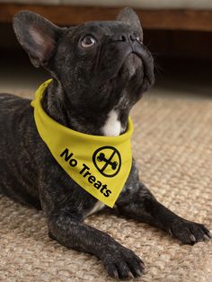 a small black dog wearing a yellow bandana with the words no tears on it