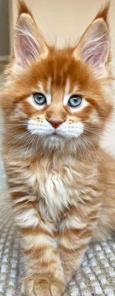 an orange kitten with blue eyes sitting on top of a carpeted floor and looking at the camera