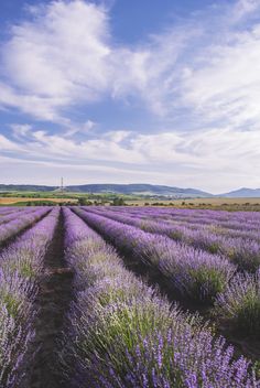 a field full of purple flowers under a blue sky with white clouds in the background