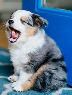 a small dog yawns while sitting on the floor next to a blue door