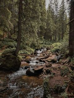 a small stream running through a forest filled with lots of trees and rocks on the ground