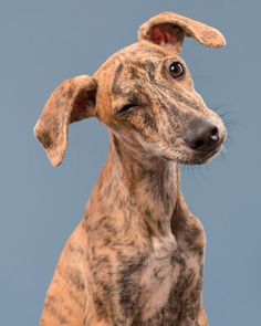 a close up of a dog looking at the camera