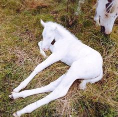 a white horse laying on top of a lush green field next to a brown and white horse