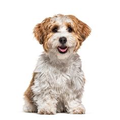 a small white and brown dog sitting down