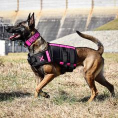 a german shepherd dog wearing a pink vest