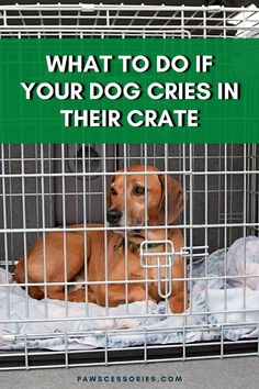 a dog in a cage with the words what is the purpose of crate training your dog?