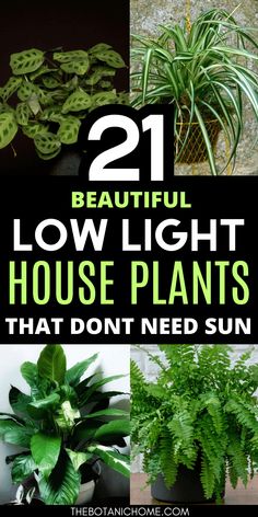 house plants that don't need sun to grow in the winter or fall are easy to care for