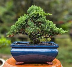 a bonsai tree in a blue pot on top of a wooden table with other plants behind it