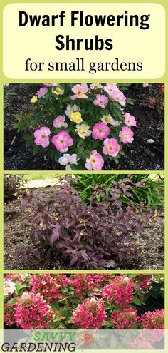 four different types of flowers in the garden