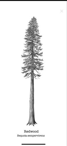 a black and white drawing of a tree with the words redwood on it's side