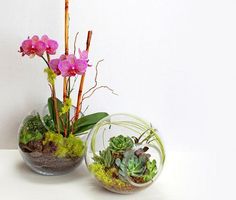 two glass vases with plants in them sitting on a white counter top next to each other