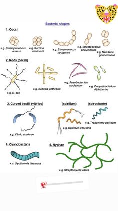 the diagram shows different types of animals and plants