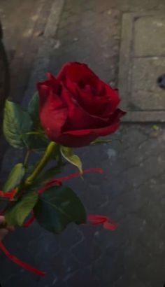 a person holding a red rose in their hand