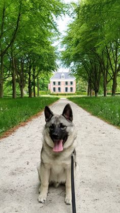 a dog sitting on the side of a dirt road in front of a large house