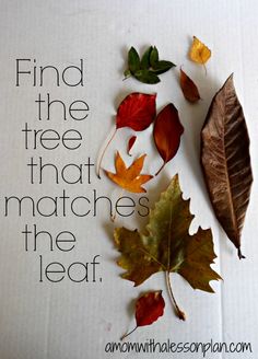 an autumn leaf laying on top of a piece of paper with the words find the tree that matches the leaf