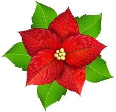 a red poinsettia with green leaves and berries on it's center