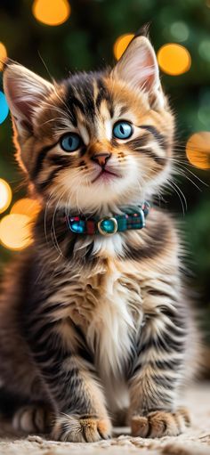 a kitten with blue eyes sitting in front of a christmas tree