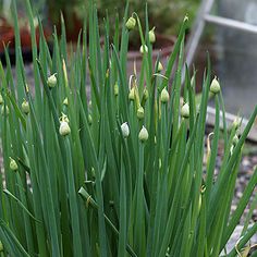 some very pretty green plants with small white flowers in the middle of it's stems