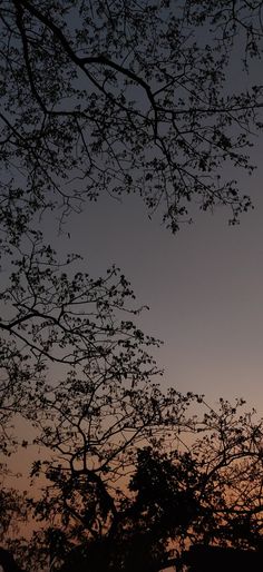 the sun is setting behind some trees with no leaves on them and one bird flying in the distance