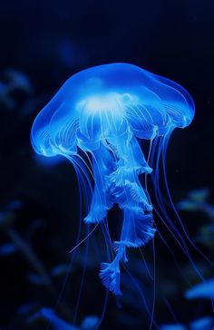 a blue jellyfish swimming in an aquarium