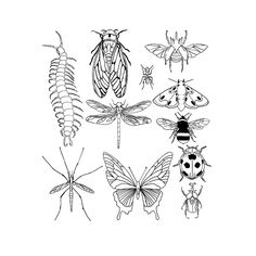 six different types of insects in black and white