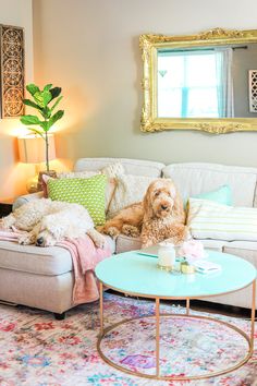 a dog sitting on top of a couch in a living room next to a coffee table