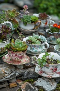 there are many cups and saucers with plants in them