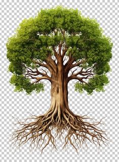 a tree with its roots exposed and green leaves on the branches, transparent background png clip