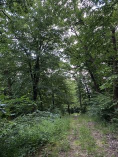 a dirt path in the middle of a forest with lots of trees on both sides