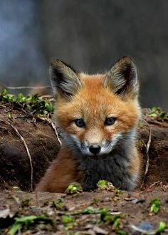 a small fox is sitting in the dirt