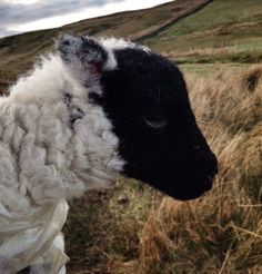 a black and white sheep standing on top of a grass covered field