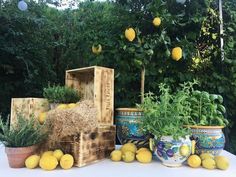 several lemons and herbs are on display in front of some potted planters