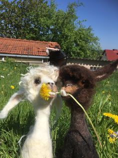 two stuffed animals are in the grass with dandelions