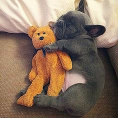 a dog is sleeping on the couch with a teddy bear