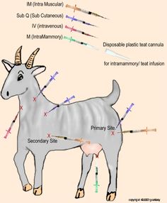 an animal with different types of arrows on it's body and labeled in the diagram below