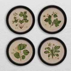 four plates with different types of plants on them in black frames against a white wall