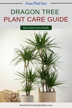 dragon tree plant care