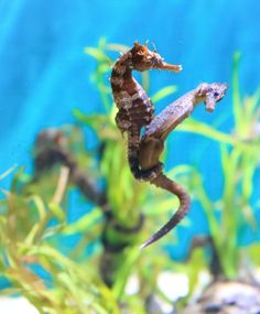 a seahorse is standing on its hind legs in an aquarium