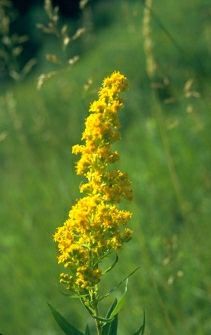 a yellow flower in the middle of some grass