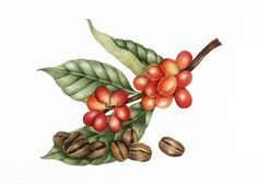 watercolor painting of coffee beans and leaves